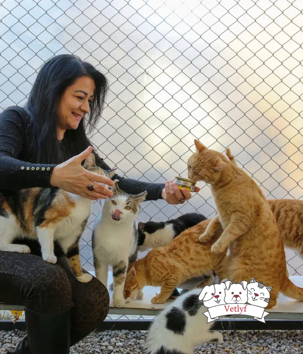 Diagnosing and Treating Feline Heart Disease