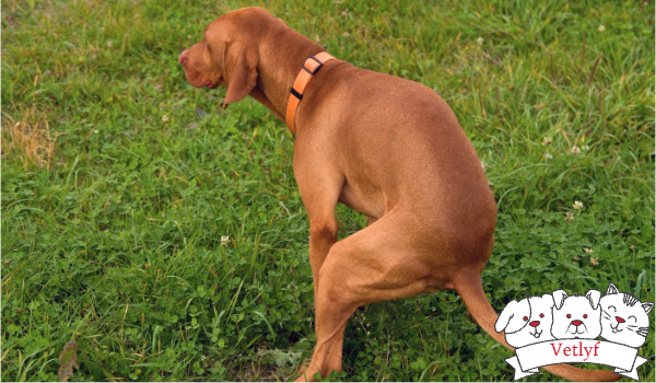 Understanding Anal Sac Diseases in Dogs: A Guide