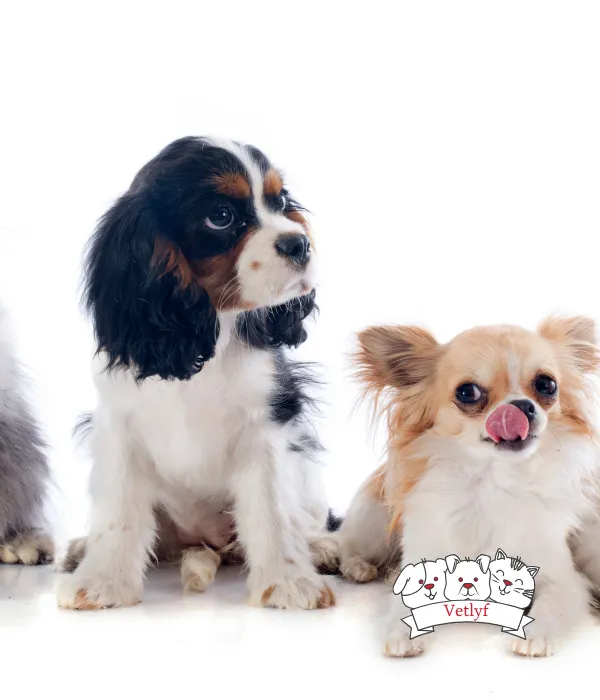 Best Dog Breeds for Indian Homes: A Complete Guide
