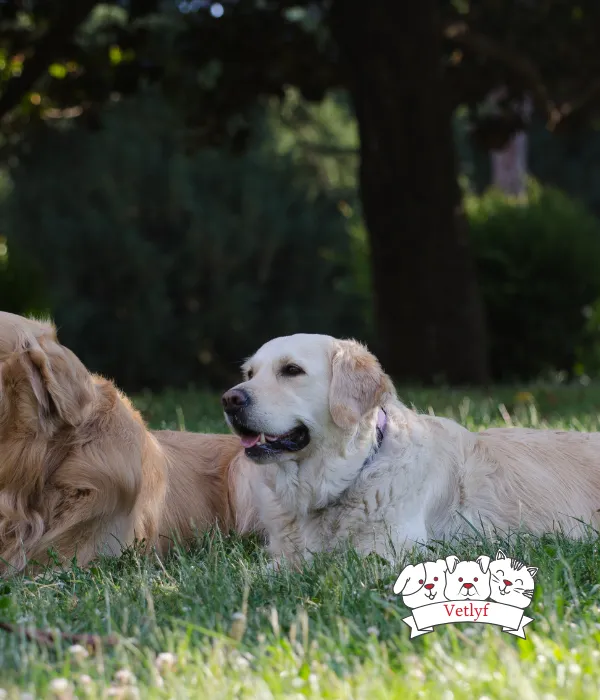 Essential Oils: Safe for Dogs and Cats?