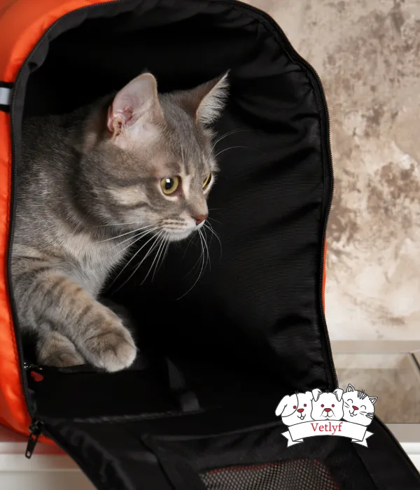 UTI in Kittens: Signs and Effective Treatments