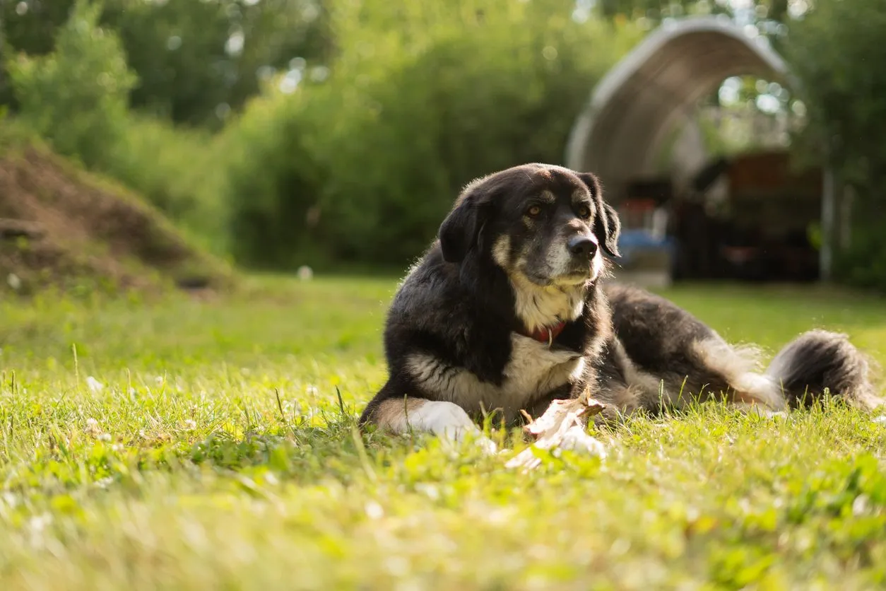 Dog Abdominal Fluid: Symptoms, Causes & Treatment