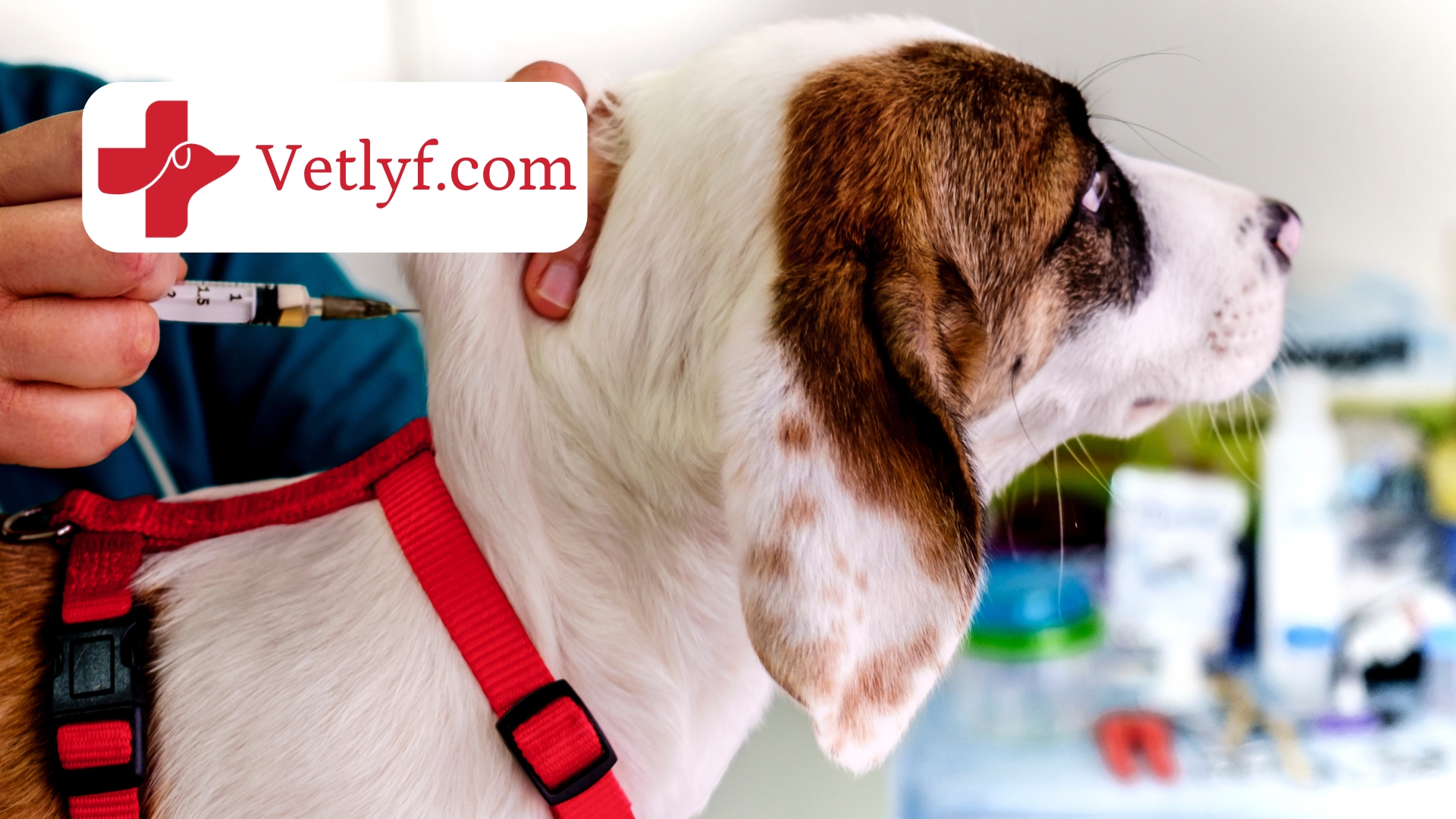 Ghaziabad Low Cost Vet Shots Dog Vaccination At Home FAQs